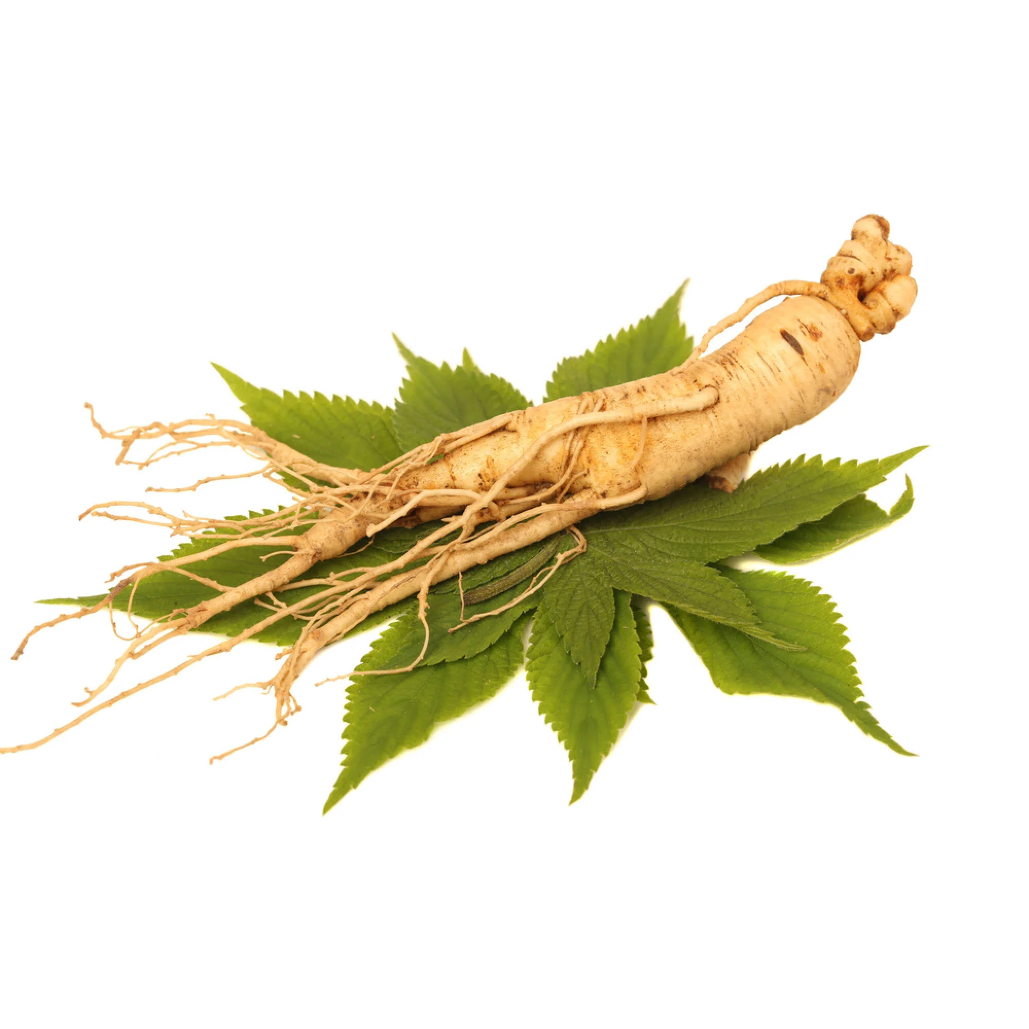 image of Siberian Ginseng